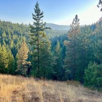 Bailey Creek Timber Tract