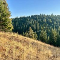 Bailey Creek Timber Tract images 2