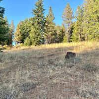 Bailey Creek Timber Tract images 3