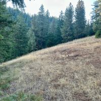Bailey Creek Timber Tract images 4