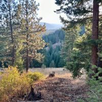 Bailey Creek Timber Tract images 5