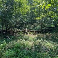 40 acre hunting farm southwest of Centralia images 3