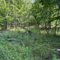 40 acre hunting farm southwest of Centralia images 4