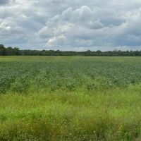 LA - Ouachita 46 acres - images 2