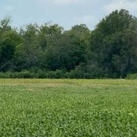 LA - Ouachita 46 acres - images 3