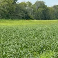 LA - Ouachita 46 acres - images 4