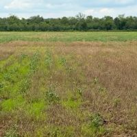 LA - Ouachita 46 acres - images 5