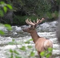 Stiffel Creek Trailhead 12,000 acre elk & deer hunting land in Silt, CO images 4