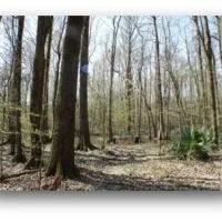 83.5 Acres in Madison County in Carthage MS images 2