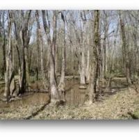 83.5 Acres in Madison County in Carthage MS images 3