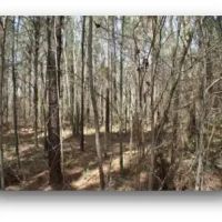 83.5 Acres in Madison County in Carthage MS images 5