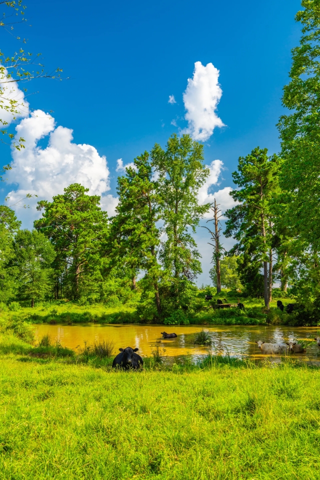 Dolen Ranch Hunting Land for Sale