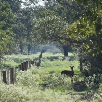 185 acres- County Road 134 Hallettsville TX Lavaca County images 2