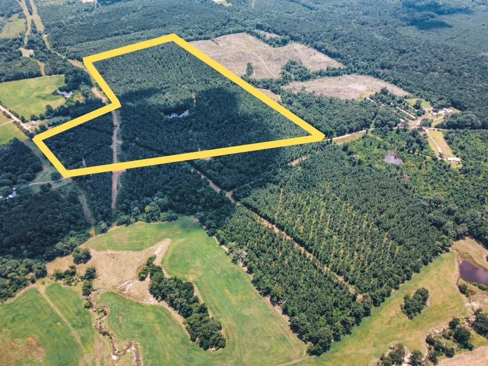 Downsville 85 - Union Parish Timberland for Sale featured image