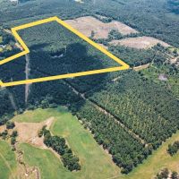 Downsville 85 - Union Parish Timberland for Sale