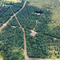Downsville 85 - Union Parish Timberland for Sale images 5