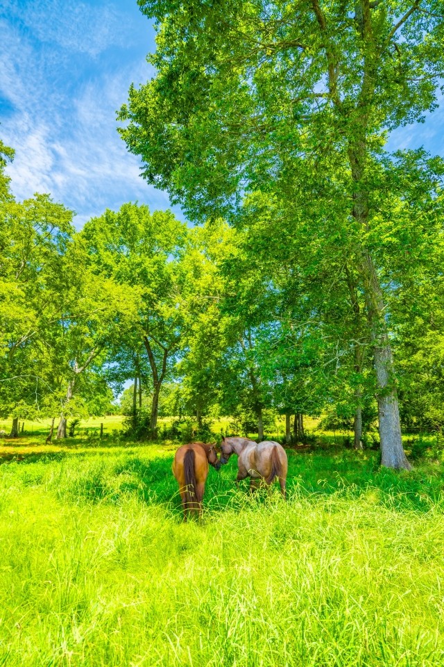 Red Branch Land Cattle featured image