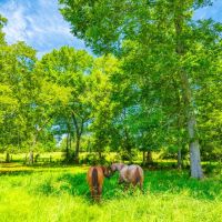 Red Branch Land Cattle