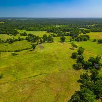 Red Branch Land Cattle images 2