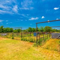 Red Branch Land Cattle images 4