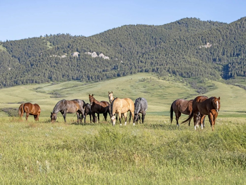 Plum Creek Ranch featured image