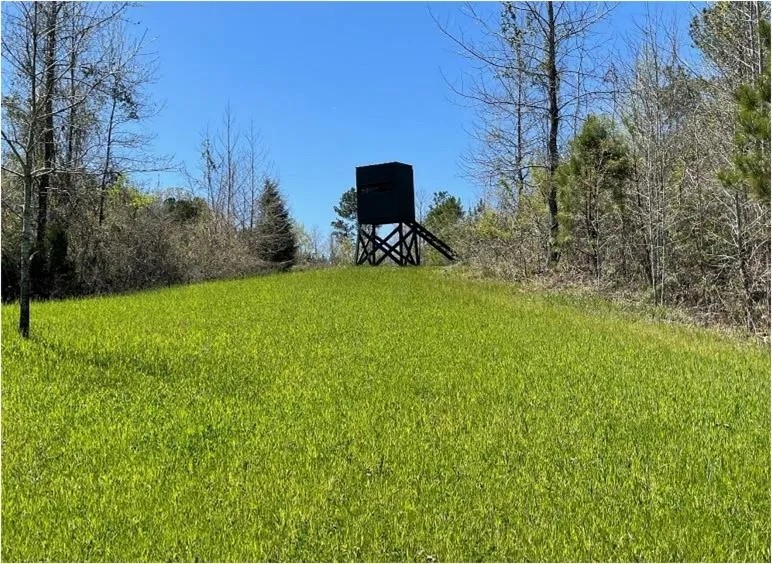 255 Acres in Attala County in Kosciusko MS featured image