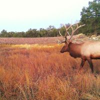 Wooden Nickel Ranch images 3