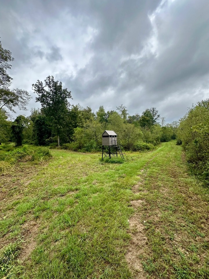 150 Acres in Winston County MS featured image