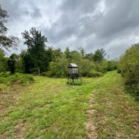 150 Acres in Winston County MS