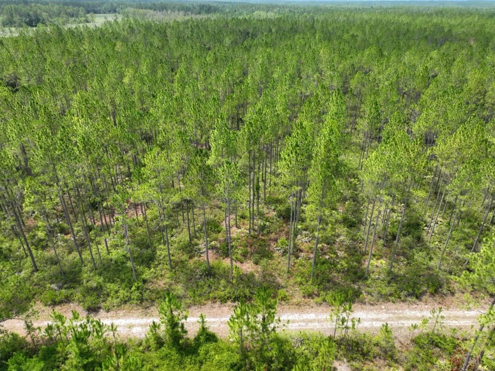 65 - Ac Recreational Timberland for Sale in Charlton County GA featured image