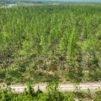 65 - Ac Recreational Timberland for Sale in Charlton County GA