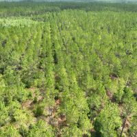 65 - Ac Recreational Timberland for Sale in Charlton County GA images 2