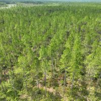 65 - Ac Recreational Timberland for Sale in Charlton County GA images 3