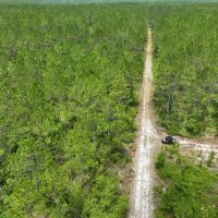 65 - Ac Recreational Timberland for Sale in Charlton County GA images 4