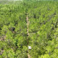 65 - Ac Recreational Timberland for Sale in Charlton County GA images 5