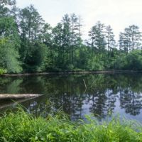 51,000 Acres Uwharrie National Forest Deer Hunting Land in Montgomery, NC images 5