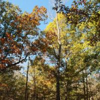 51,000 Acres Uwharrie National Forest Deer Hunting Land in Montgomery, NC