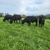 130 acre Former Beef Cattle Ranch with Fields and Pastures on the Tioughnioga River in Whitney Point NY 7880 NY-79 images 5