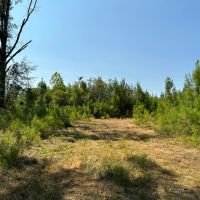 27.90 Acres in Amite County MS images 4