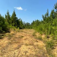 27.90 Acres in Amite County MS images 5