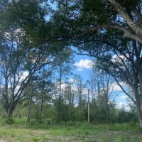 LA - Richland 47.91 acres images 2