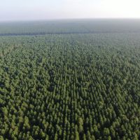 Town of Rome 40 acre timber lot for sale in Adams County WI