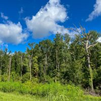 28 Acres T-1 FM 1013 287050 images 5