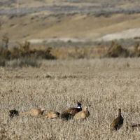 Spurs Furs Ranch images 5