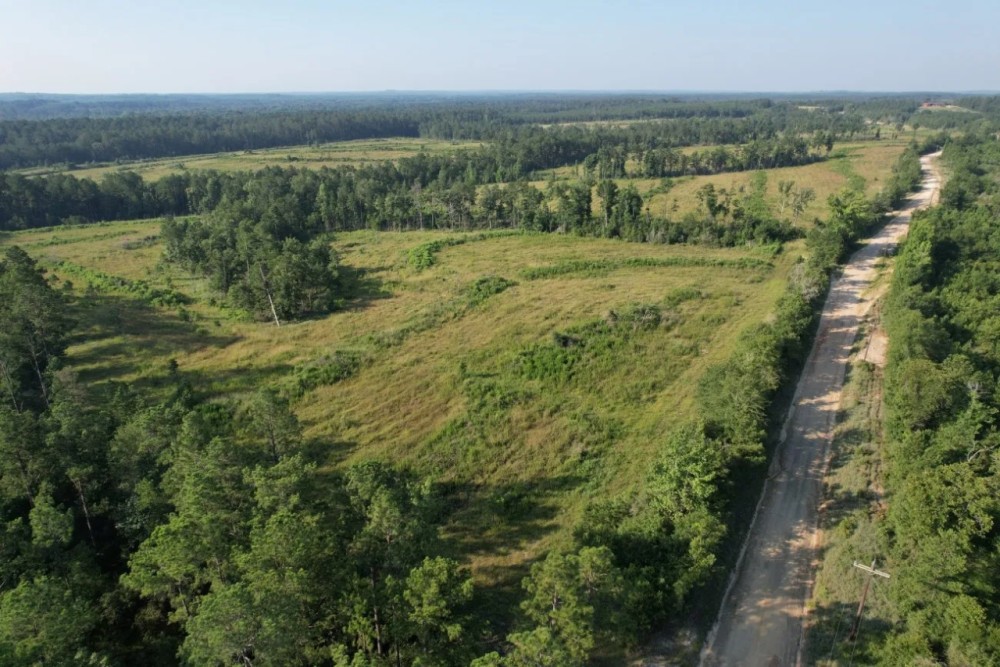 Longleaf Savanna featured image