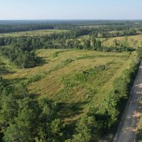 Longleaf Savanna