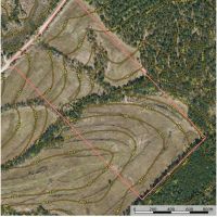 Longleaf Savanna images 2
