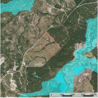 Longleaf Savanna images 3