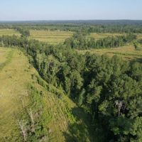 Longleaf Savanna images 4