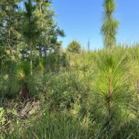 Longleaf Savanna images 5